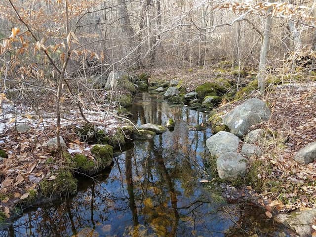 Copicut Woods - Image 1