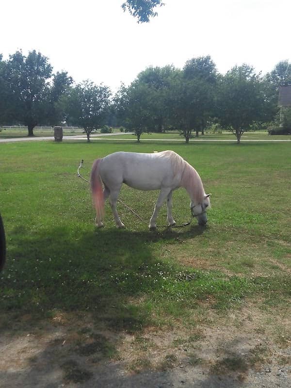 Team E Horseback Riding School and Pony Rental - Image 1