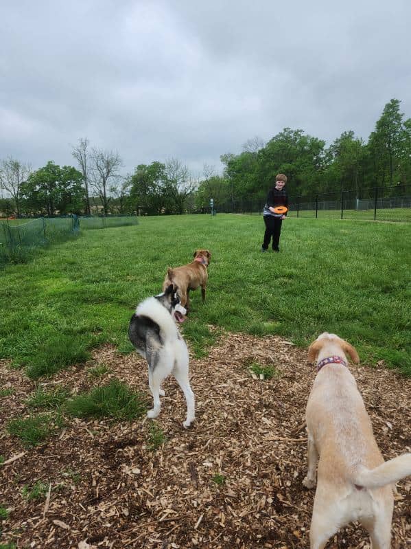 Sam Michael’s Dog Park - Image 1