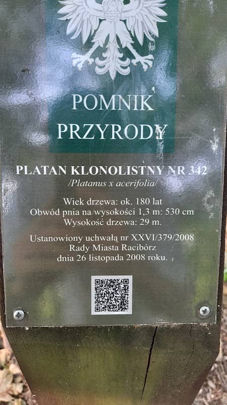 Platan Klonolistny - Pomnik Przyrody - Image 2