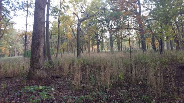 Theodore Stone Forest - Image 1