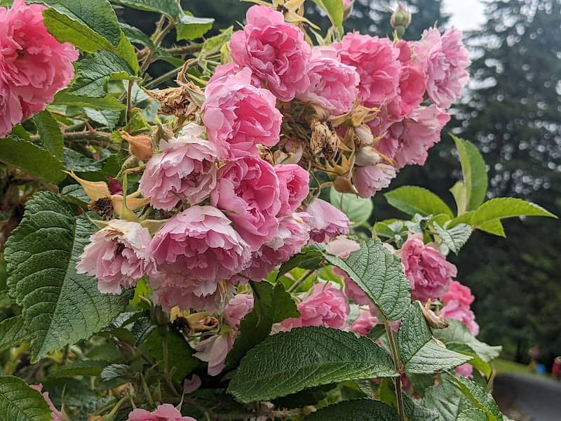 Fredericton Botanic Garden - Image 3