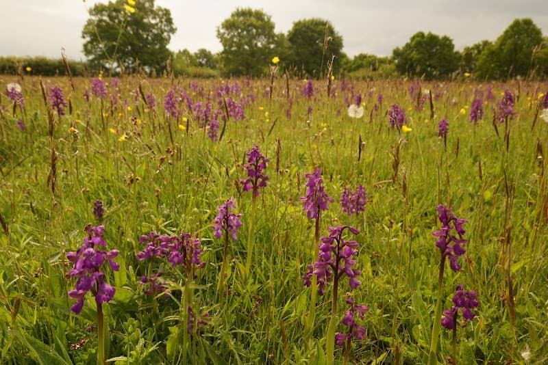 Marden Meadows - Image 2
