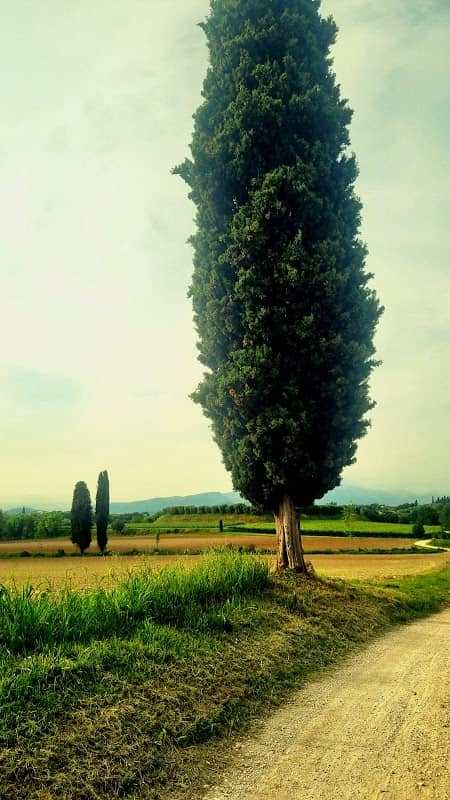 Cipresso solitario - Image 2