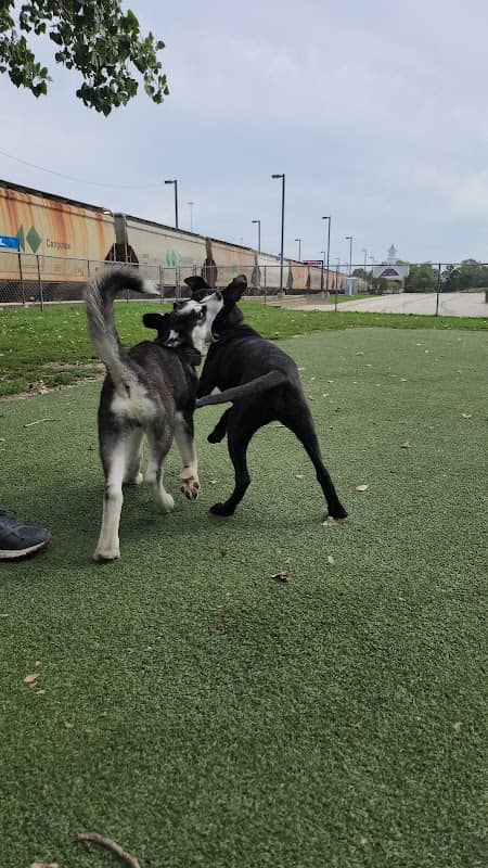 Schiller Park "Bark" Park - Image 2