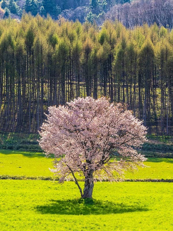 One Cherry Tree of Kamigoryo - Image 1