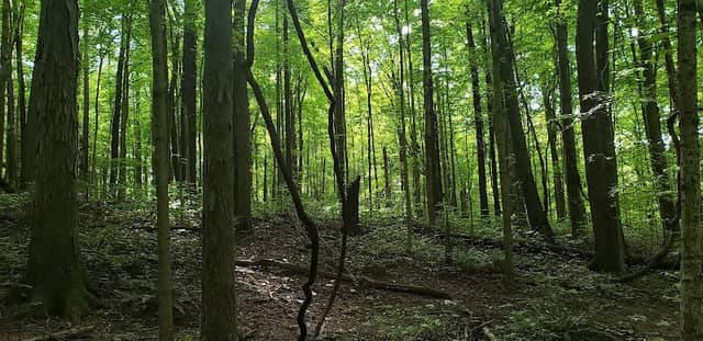 Frances Slocum State Forest - Image 1
