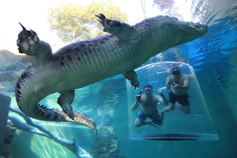 Crocosaurus Cove - Image 2