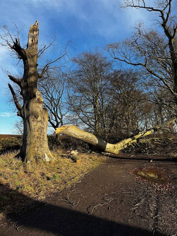 Millenium Forest - Image 1