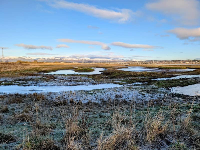 RSPB Skinflats - Image 2