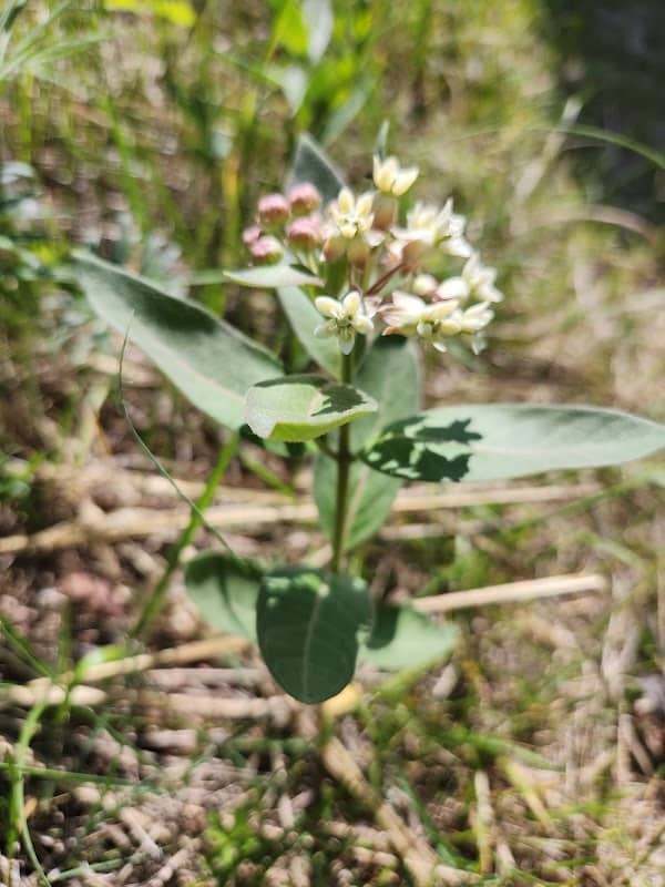 Fort Saskatchewan Prairie - Image 1