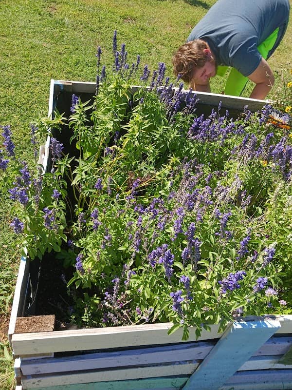 Saginaw Community Garden - Image 3