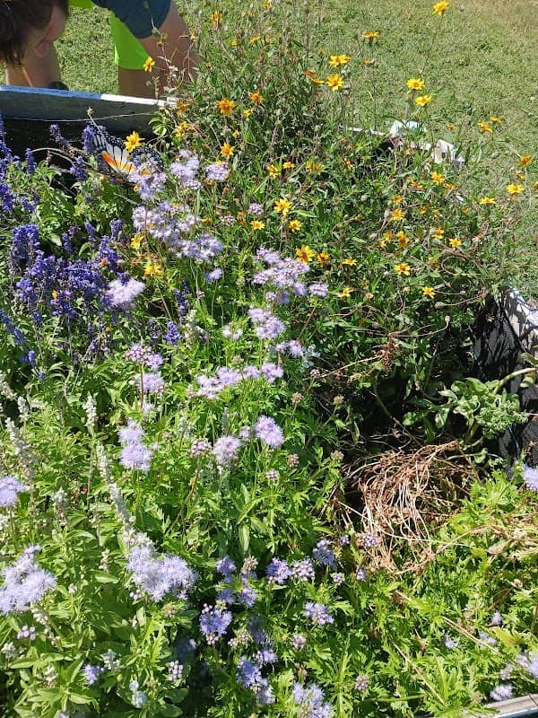 Saginaw Community Garden - Image 2