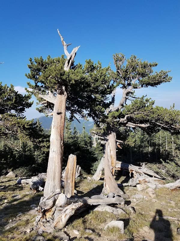 Mount Goliath Natural Area - Image 1