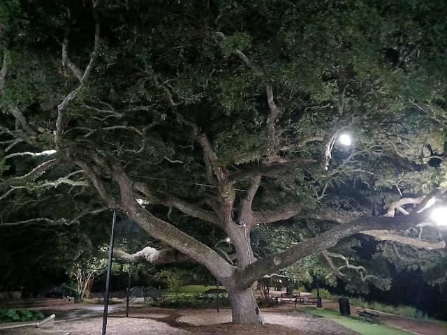 Downtown Natchitoches - Image 3
