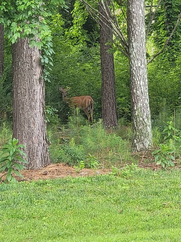 Pecan Park - Image 2