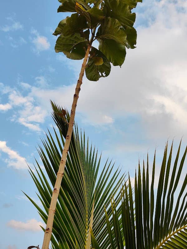 Deshmukh Farms - Image 1