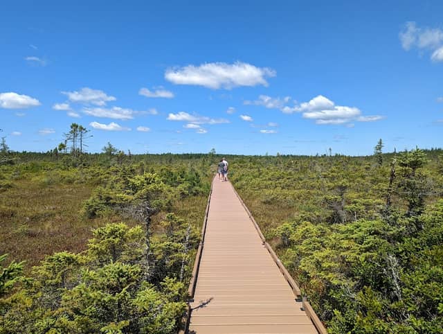 Bangor City Forest - Image 1