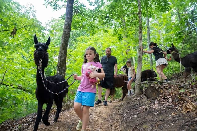 Smoky Mountain Llama Treks - Image 1
