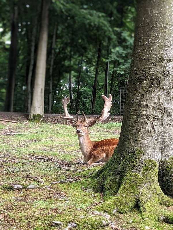 Deer Park Vejle - Image 2