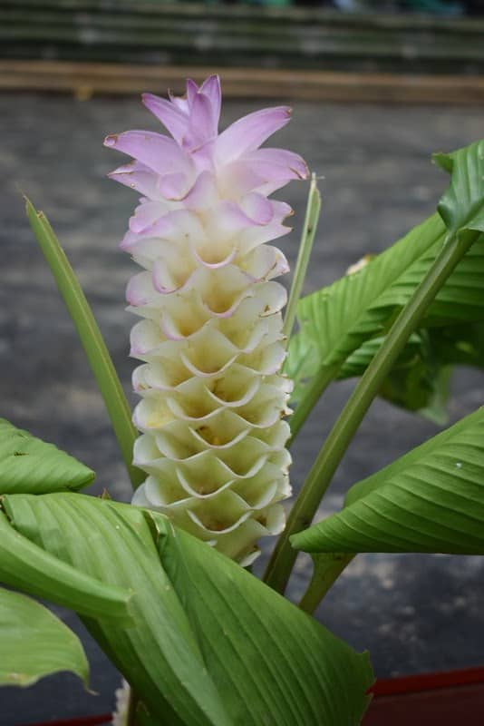 กระเจียวยักษ์บานบ้านเขาโล้น - Image 2