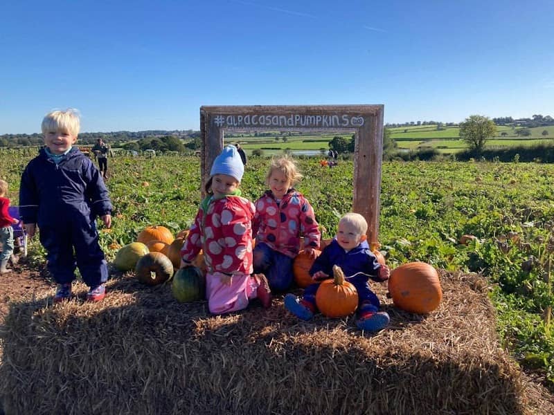 Pumpkins & Alpacas - Image 1
