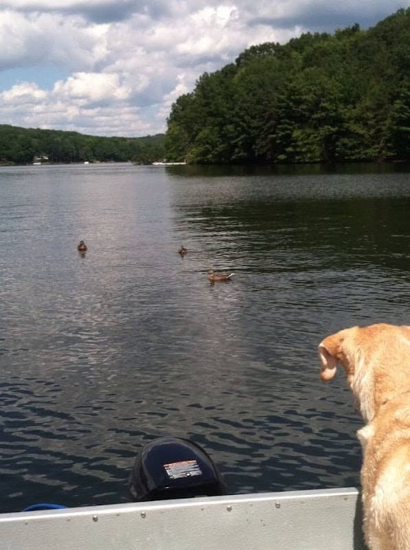 Treasure Lake - Image 2