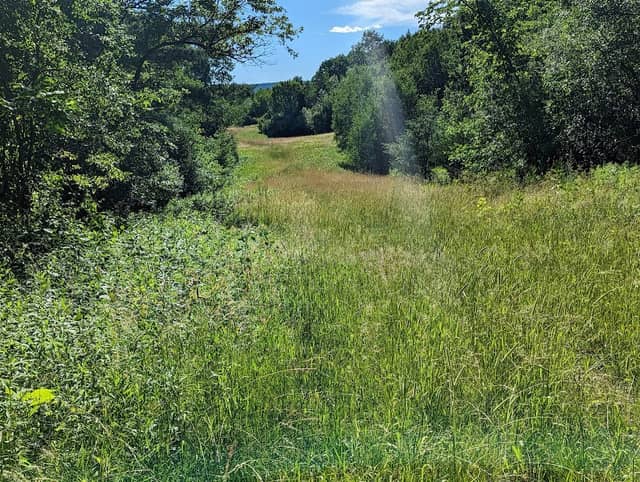Black Creek Marsh Wildlife Management Area - Image 2