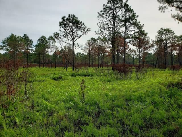 Lynchburg Savanna Heritage Preserve/ Wildlife Management Area - Image 1