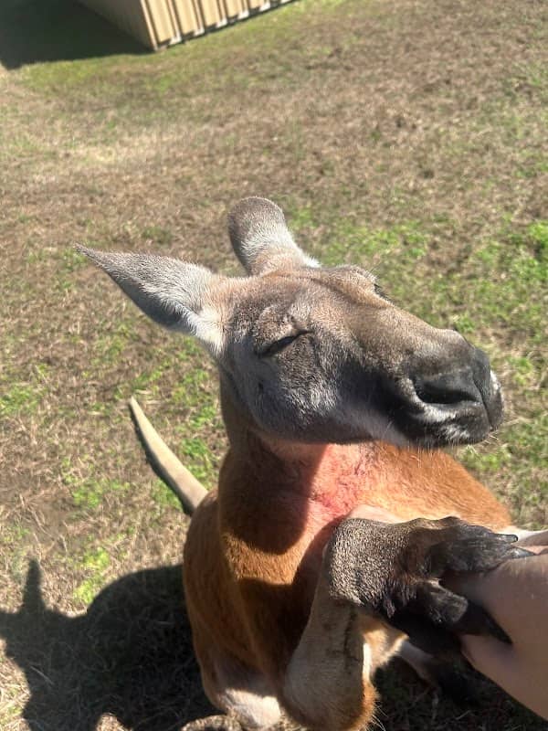 CW Farms Petting Zoo - Image 1