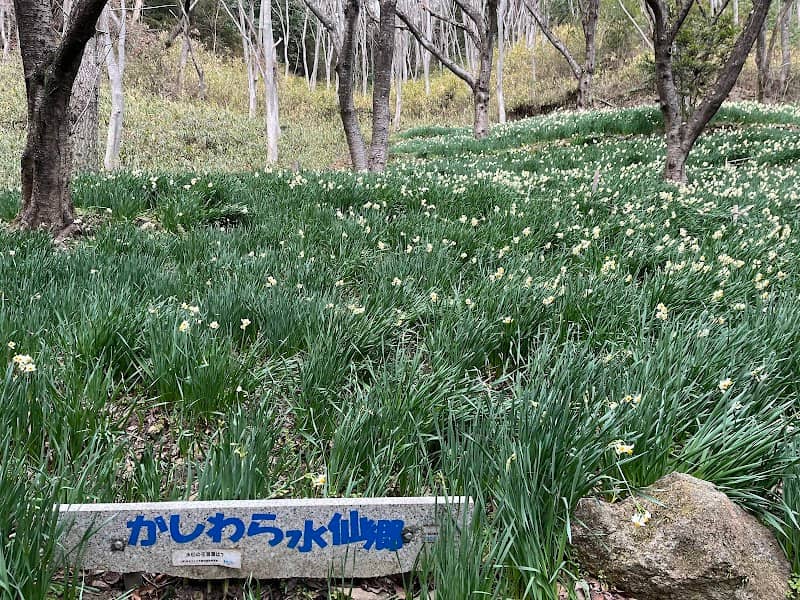 かしわら水仙郷 - Image 1