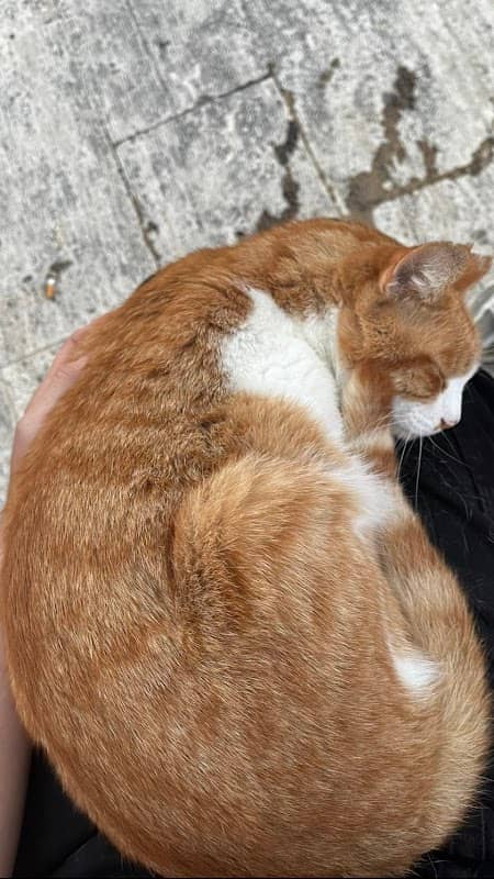 Fabius the Cat (Dilass) - Image 1