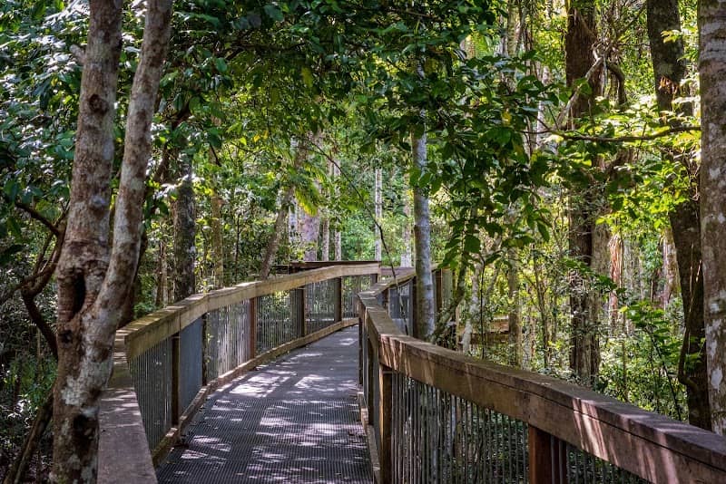 Sea Acres Rainforest Boardwalk - Image 3