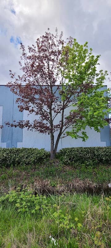 Two Toned Tree - Image 1