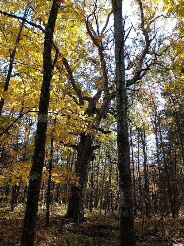 Mill Brook Preserve - Image 2