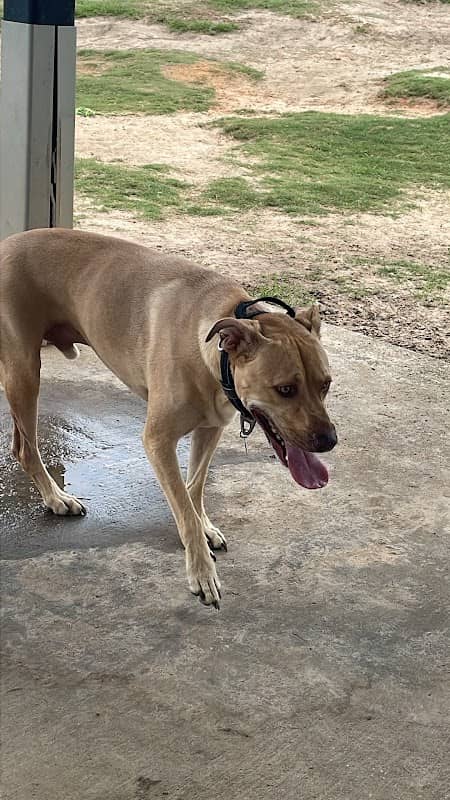 Eastgate Dog Park - Image 1