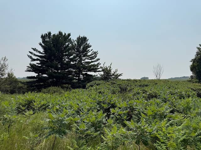Minnregs Lake Trailhead - Image 2
