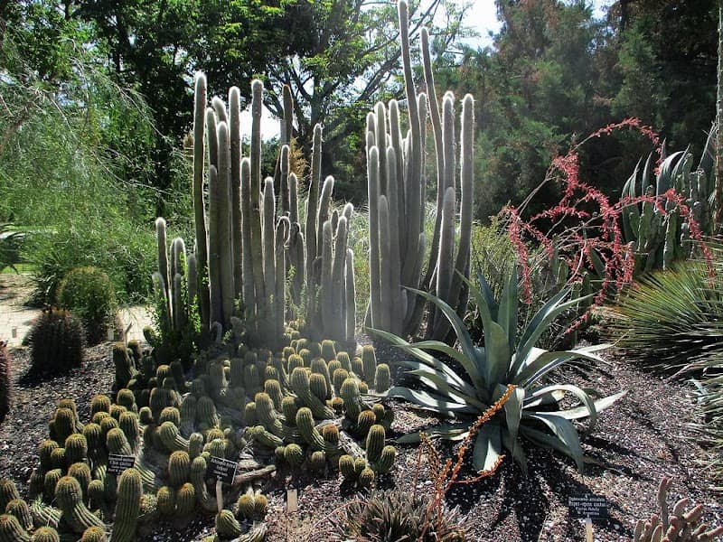Desert Display Garden - Image 2