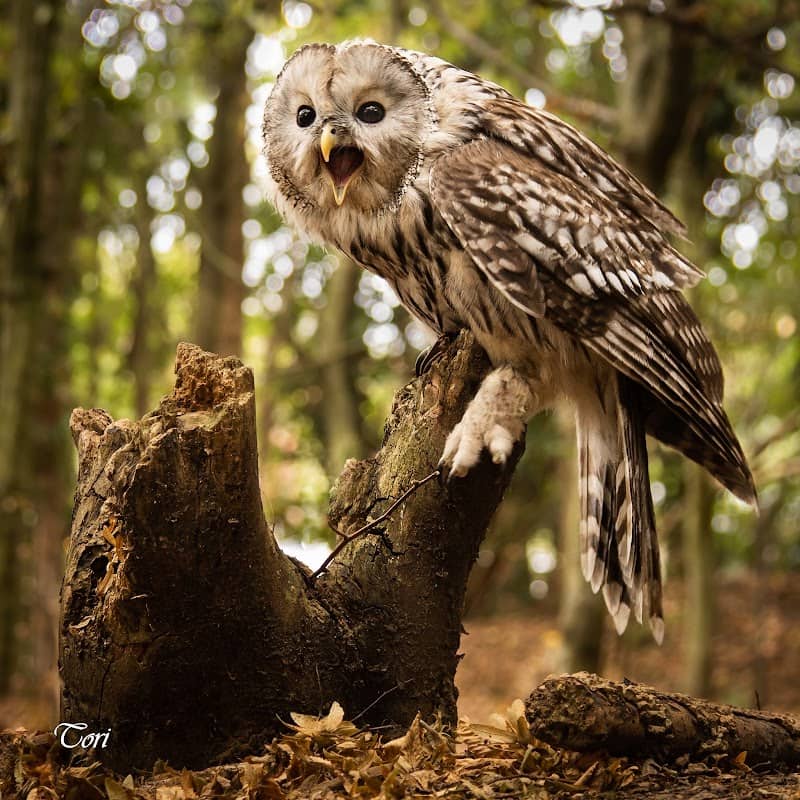 Kent Owl Academy - Image 2