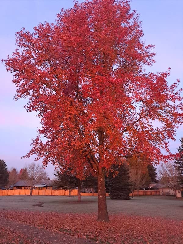 West McMinnville Linear Park - Image 1