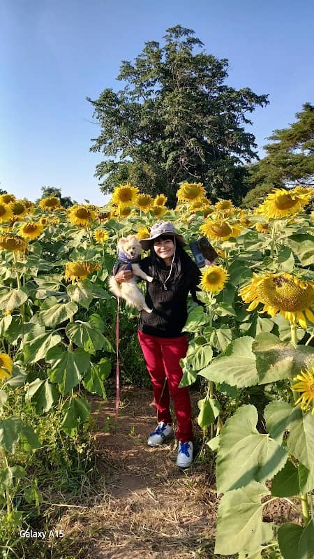 Sunflower 2022 @wangthong - Image 1