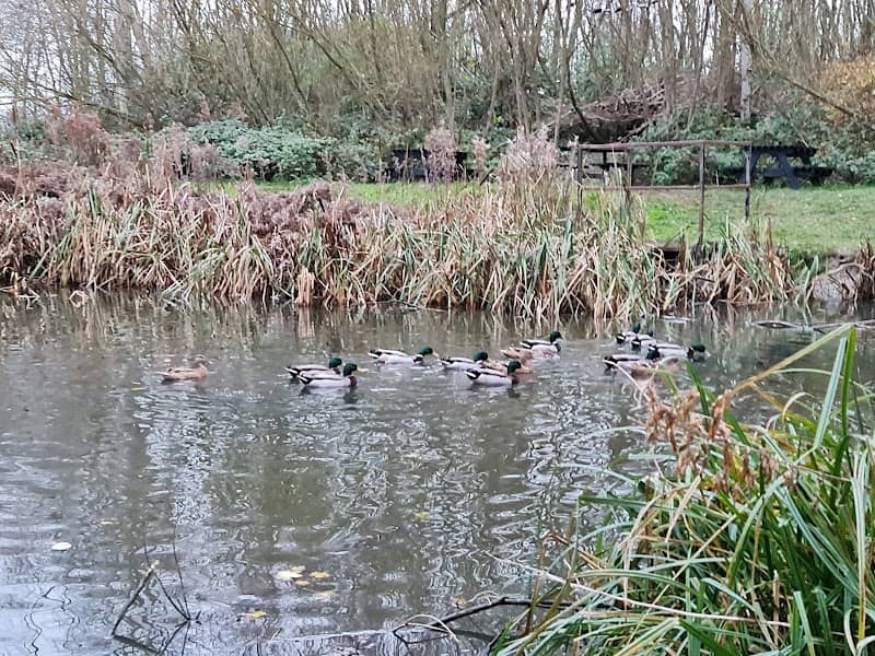 Noddle Hill Way Nature Reserve - Image 1