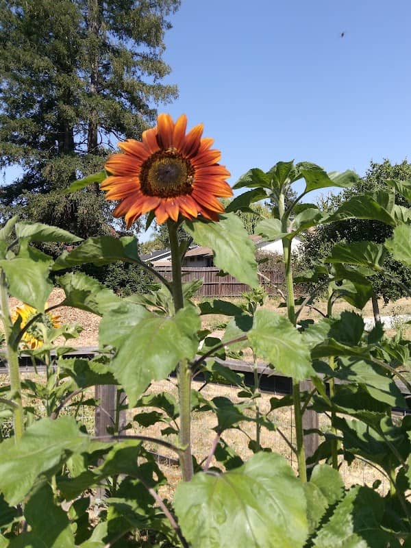 Bayer Park & Gardens - Image 2