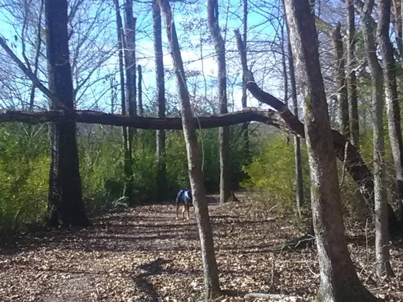 Wellborn Park - Image 2