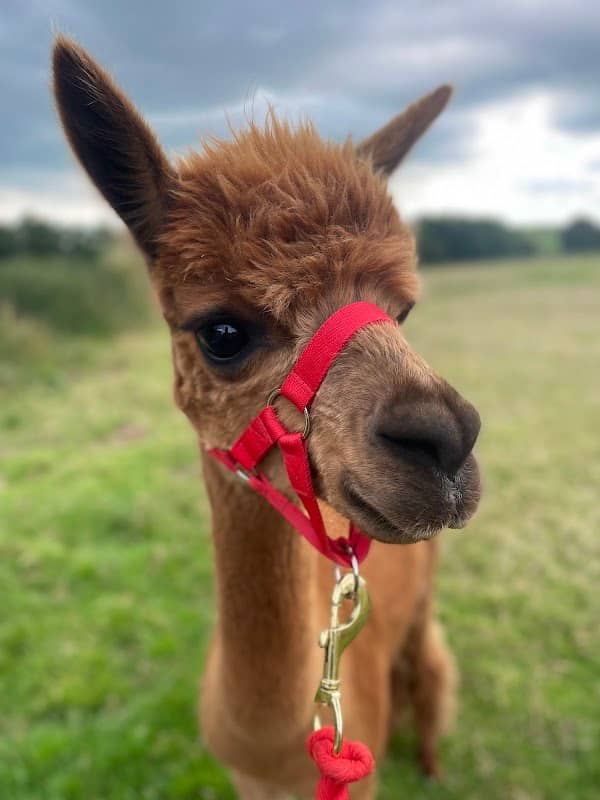 Derbyshire Alpacas - Image 1
