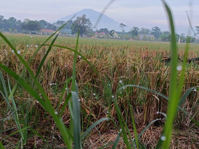 BLOK BAGOR - TENAJAR KIDUL - Image 1