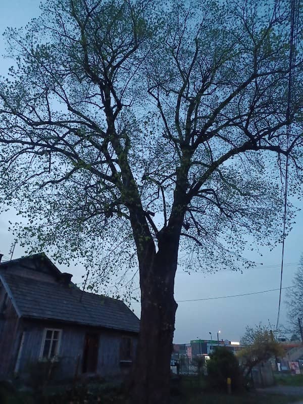 Lipa drobnolistna - Pomnik Przyrody - Image 1