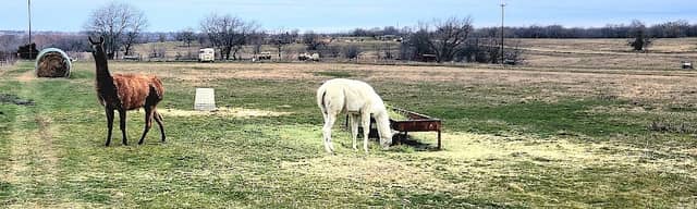 Llamas Hearts and Kids Inc - Image 1