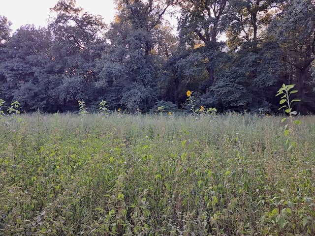 Blumenwiese am Friedhof - Image 1