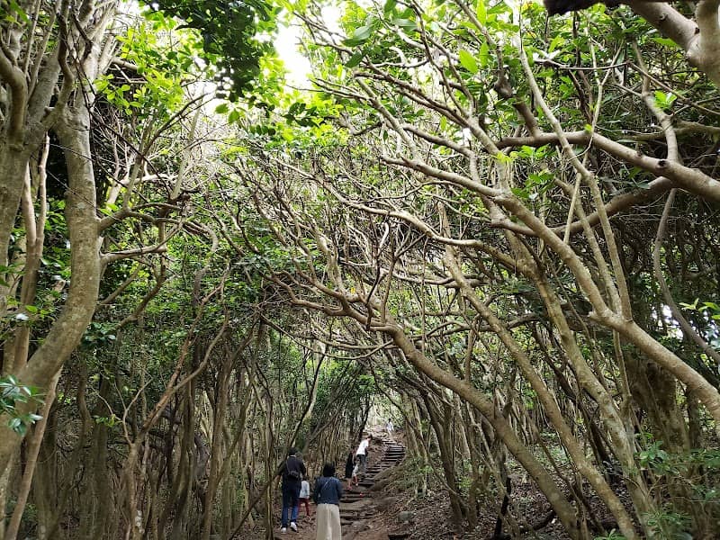 Itoshima's Totoro Forest - Image 1